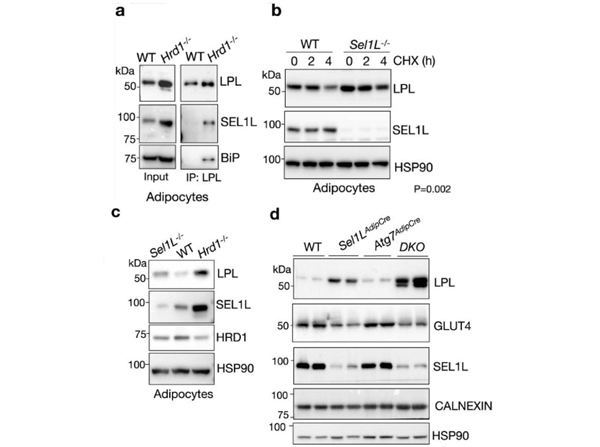 Western Blot using Goat TrueBlot® ULTRA: Anti-Goat IgG HRP